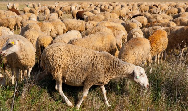 Ganadería propia Ganadería propia